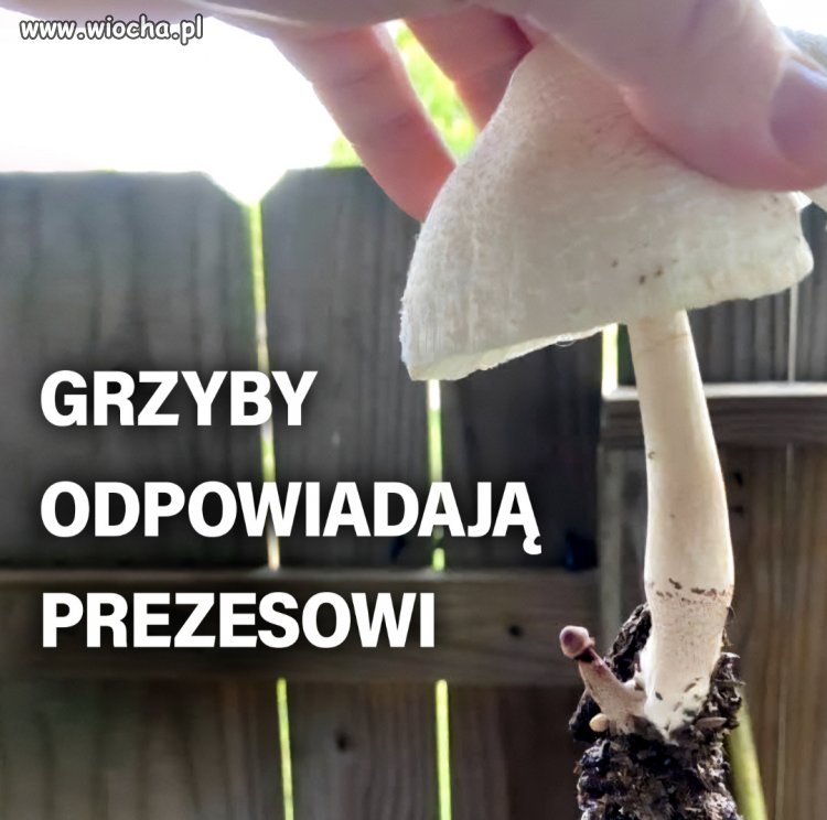 Grzyby odpowiadają prezesowi