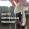 Grzyby odpowiadają prezesowi