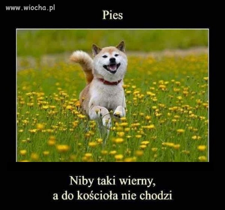Mądrzejszy od PIS-iorów