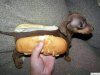 Hot dog konfy