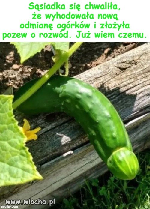 Z pamiętnika
