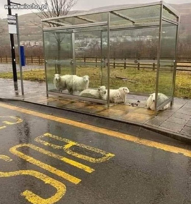 W oczekiwaniu na autobus