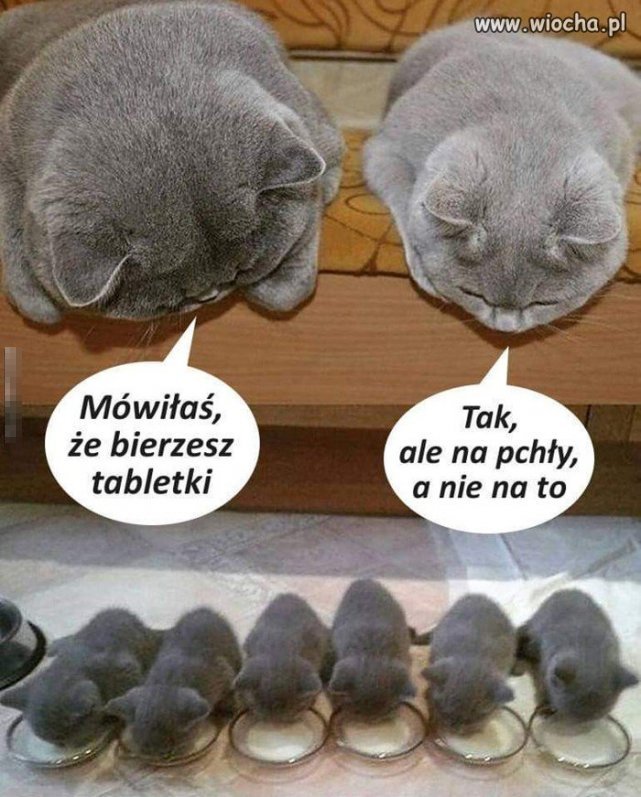 Tabletki