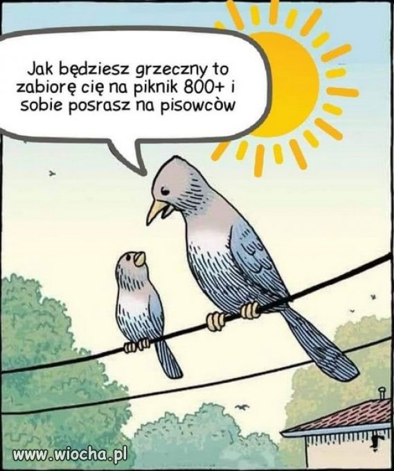 O czym ćwierkają ptaki...