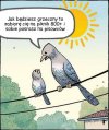 O czym ćwierkają ptaki...