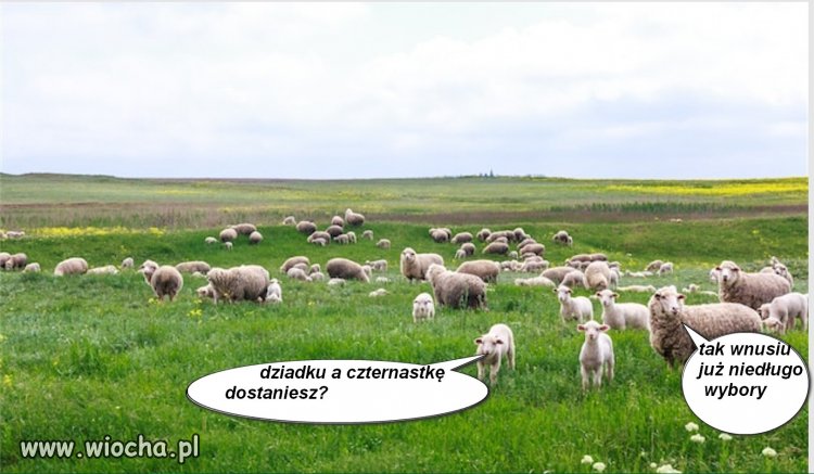 Łapanie wróbli
