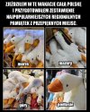Białe szaleństwo