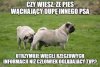 Złota myśl