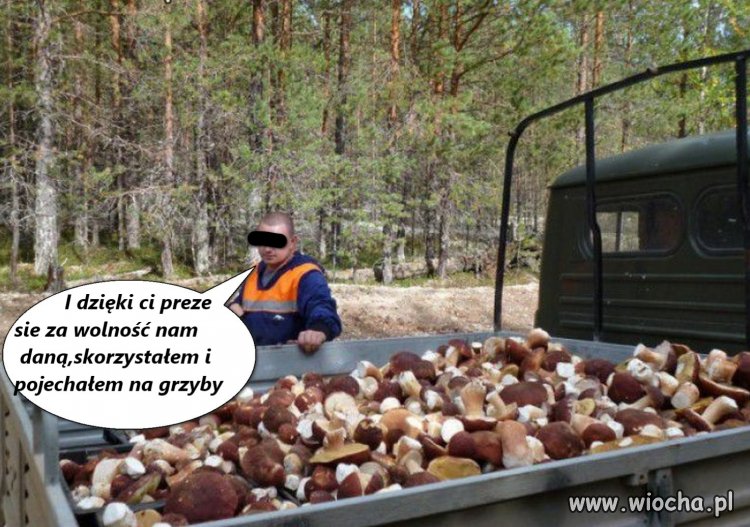 Dał wam wuc wolność w lasach?