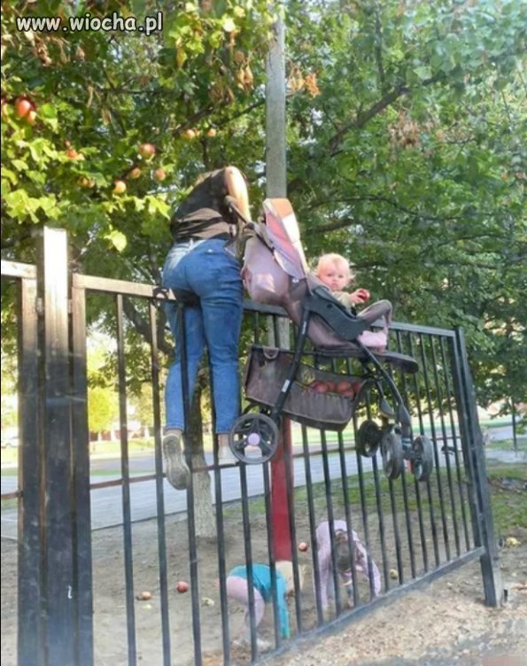 A na darmowe jabłka chodzę tak 