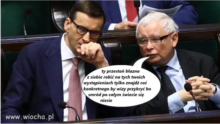 Wuc,błazen