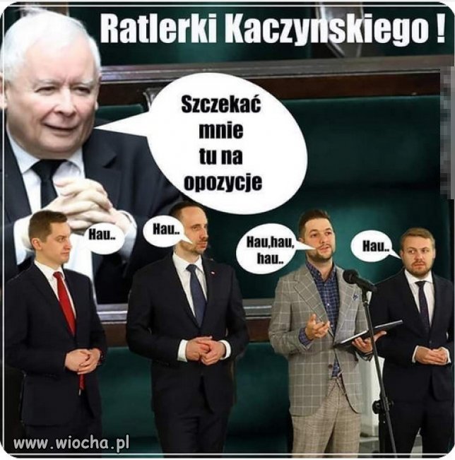 Dobrze wytresowane te Ratlerki Kaczyńskiego!