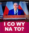 Zakłamana pisowska tłusta świnia 