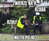 Rzubr