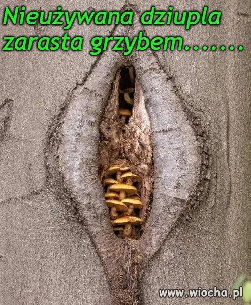 Przyroda
