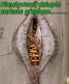 Przyroda