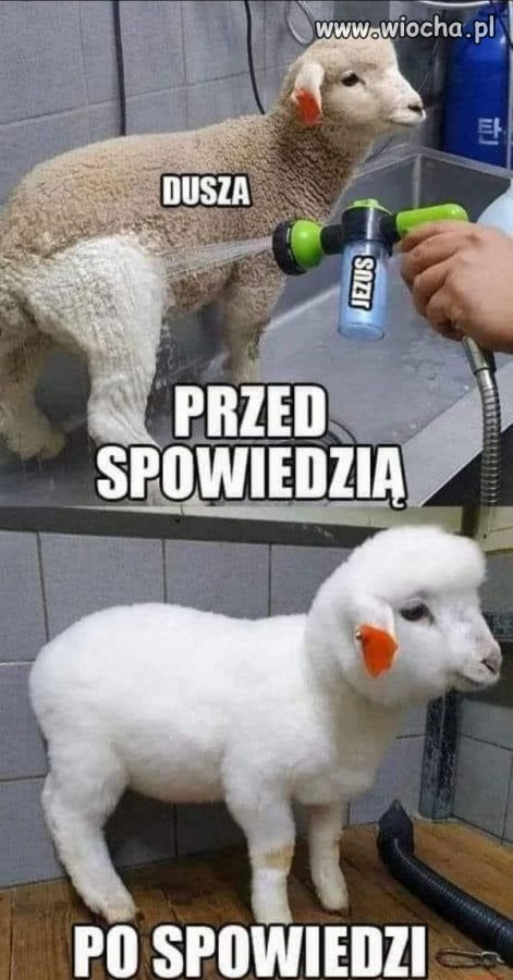 Baran(ki)y boże.