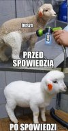 Baran(ki)y boże.