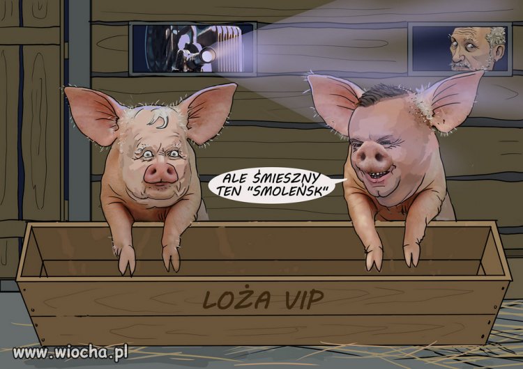 Tylko swinie propagandy PiSu, szczuja na "Zielona granice"!