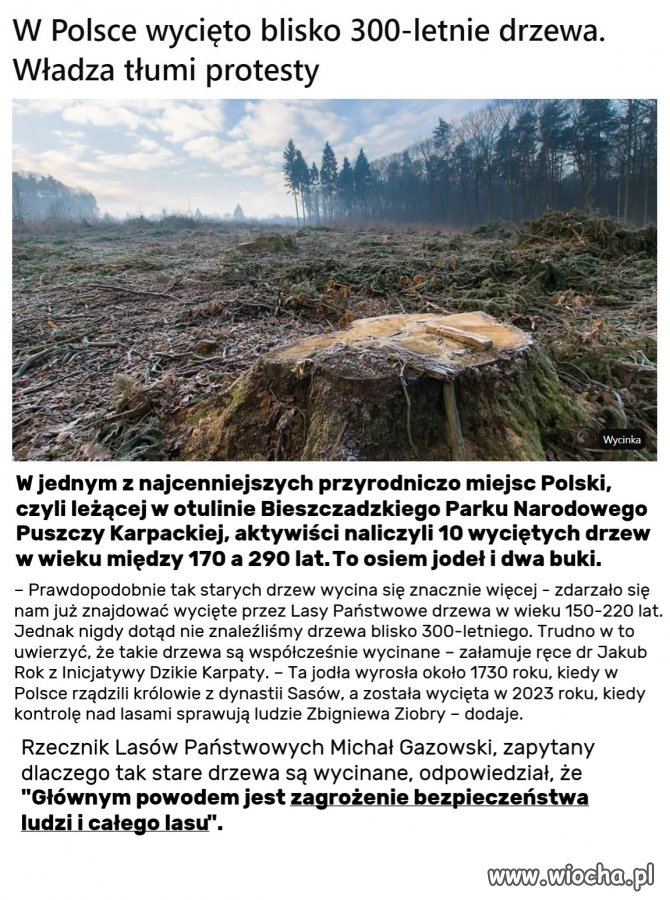 Ta jodła miała 290 lat. Zrodzona za Sasów, powalona za Ziobry