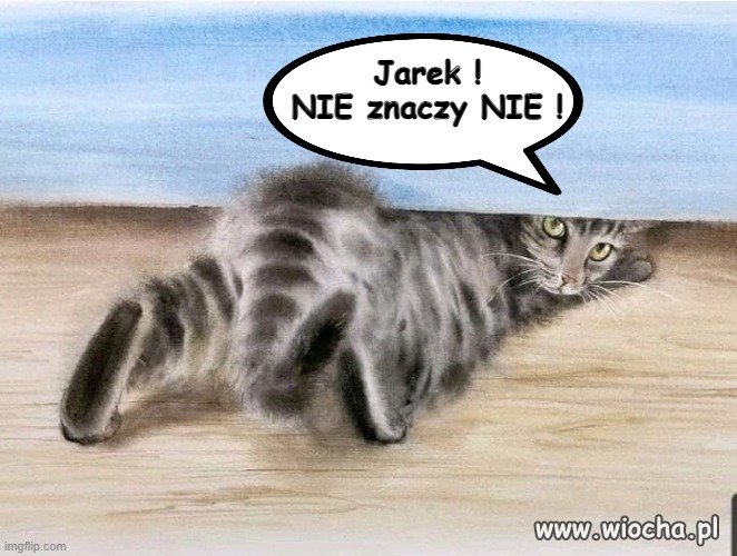 Obrazek z kotkiem