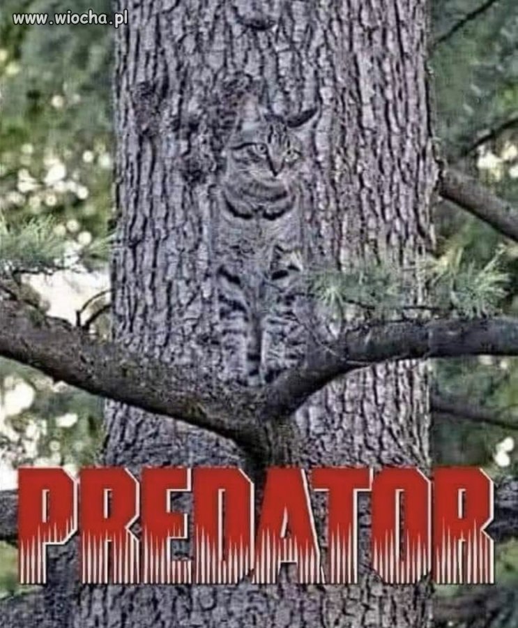 Kto pamięta? 