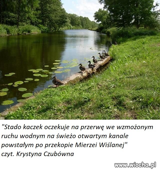 Najlepiej zarabia się na słomianych inwestycjach