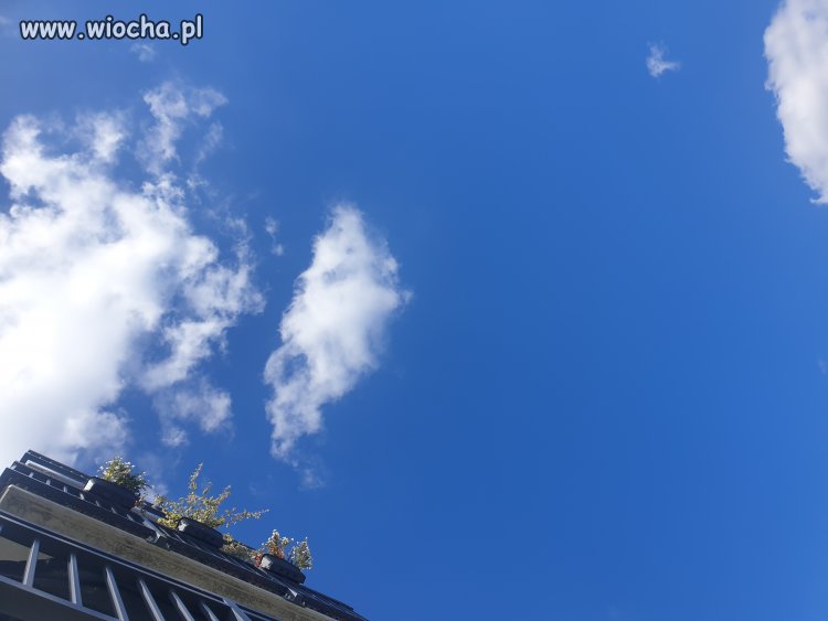 Prędzej świnie ujrzy niebo...