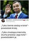 Dużo tych świń w naszym kraju