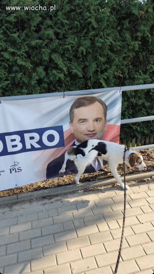 I jak nie kochać zwierząt
