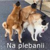 Tak jest 