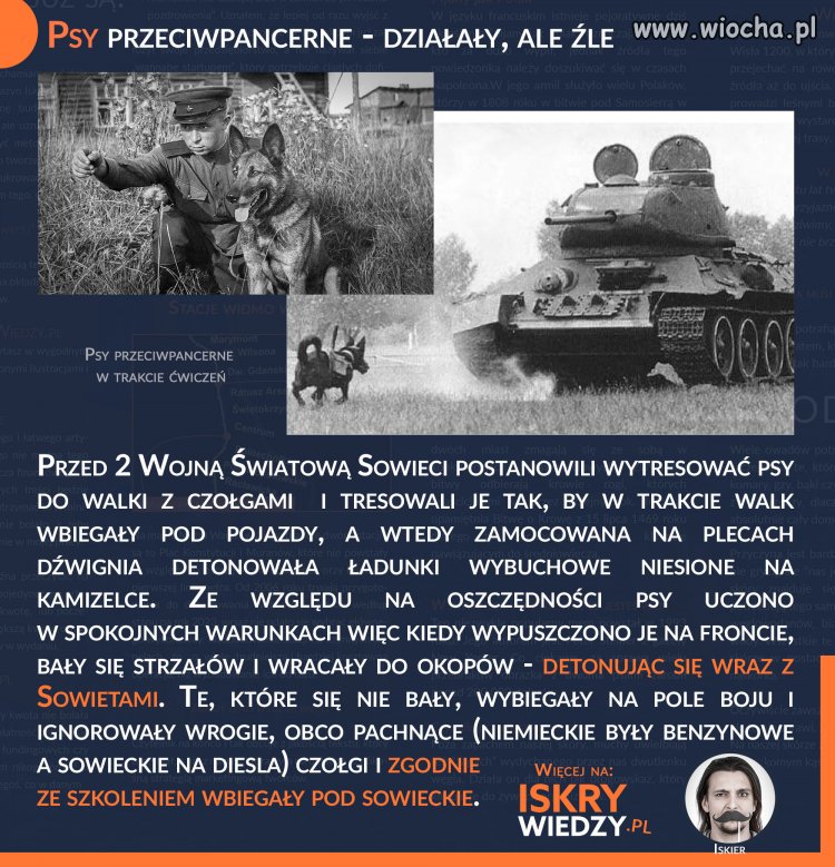 Ruski pies przeciw czołgom -wysadzał ruskie czołgi