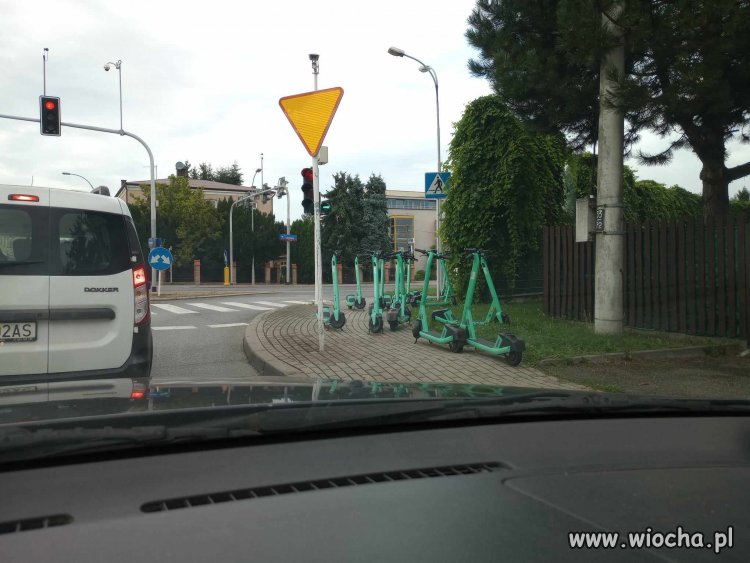 A oczom ich ukazało się stado zielonych łabędzi