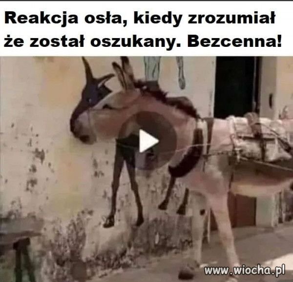 Coś dla wyborców PiS.