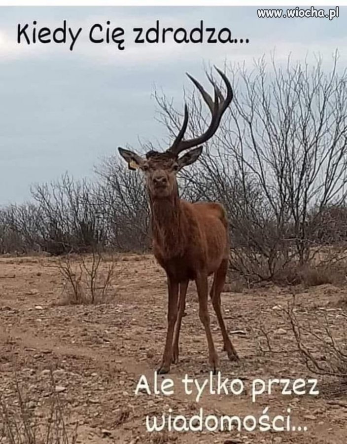 Tak to wygląda