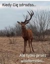 Tak to wygląda