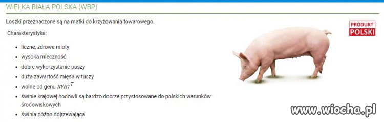 Wielka Biała Polska