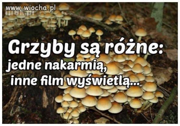 Potwierdzam