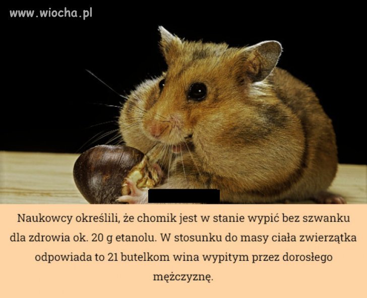 I kto ma mocną głowę?