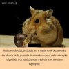I kto ma mocną głowę?