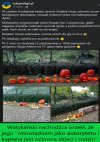 Watykański nachodźca orzekł, że ...