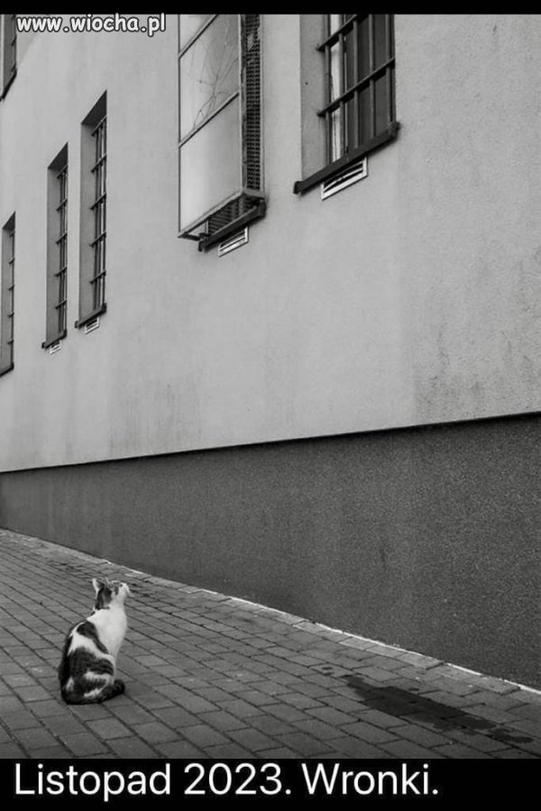 Tymczasem we Wronkach