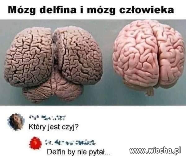 Delfin by nie pytał.
