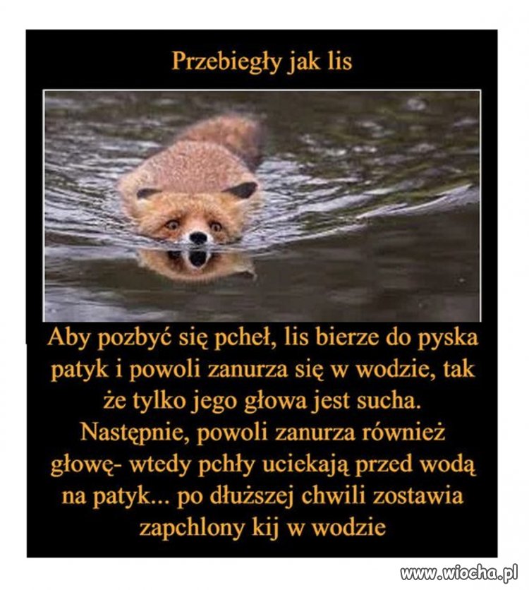 Ciekawe czy to prawda