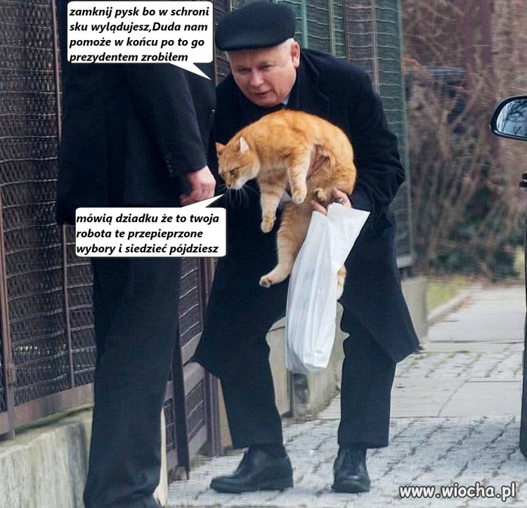 Kot,dziadek,wybory