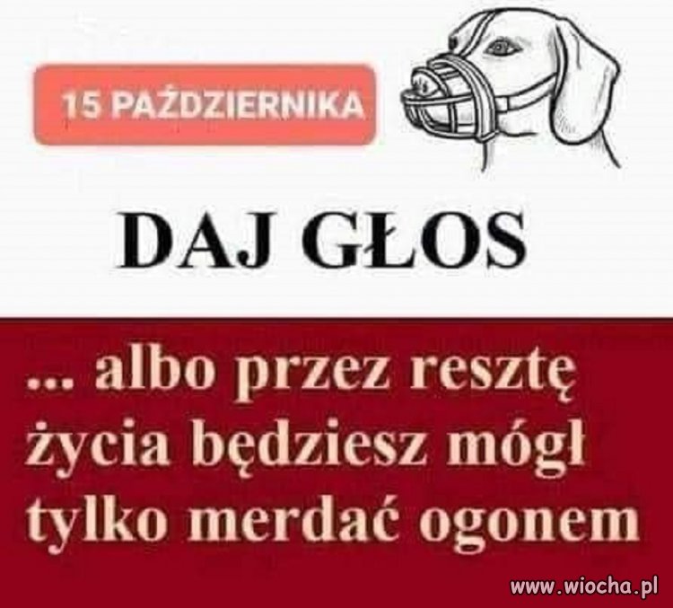 Albo dasz głos