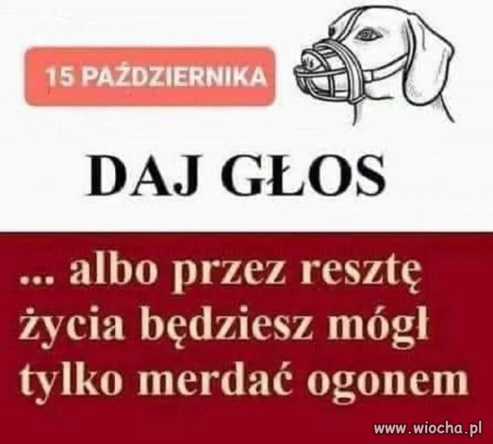 Albo dasz głos
