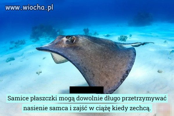 Yhym marzenie patusiar...
