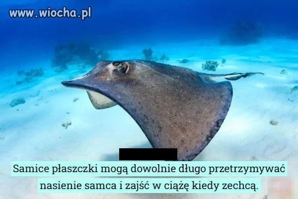 Yhym marzenie patusiar...