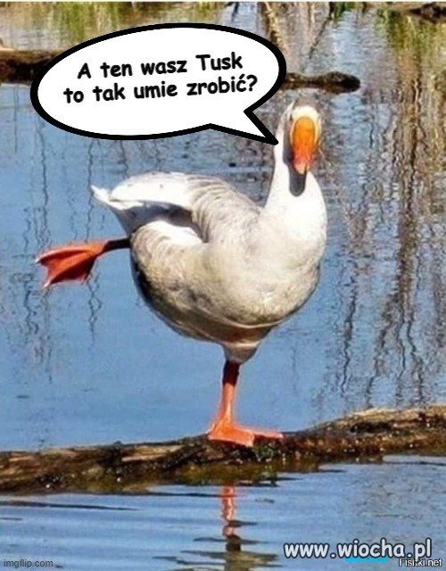 Stary Kaczor